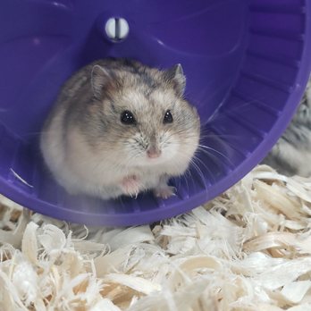 Eclipse Pets - Reptile Shops Near Me - Smithfield, Virginia