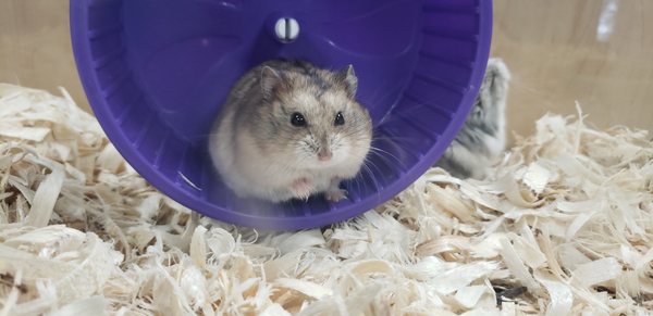 ECLIPSE PETS - Updated June 2025 - 17 Photos - 1402A South Church St ...