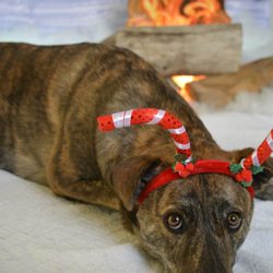 Mama Dog's In-Home Pet Sitting - Ruby the reindeer