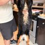 Photo of Capital City Pet Grooming