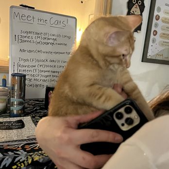 Queen City Cat Lounge - Jones, James' brother - Community Service/Non-Profit Near Me - Burlington, Vermont