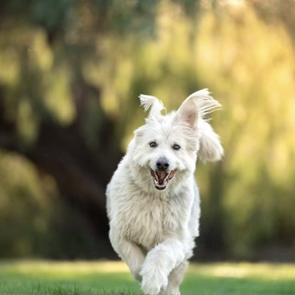 BMAC Pet Photography - Action shot - Pet Photography Near Me BMAC Pet Photography - Action shot - Pet Photography Near Me