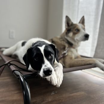 ACE K9 Training - Pet Training Near Me