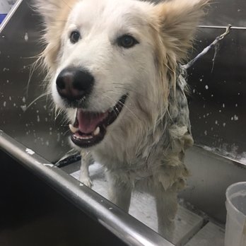 Messy Mutt - Happy customer - Pet Groomers Near Me Messy Mutt - Happy customer - Pet Groomers Near Me