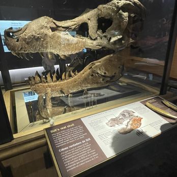 Field Museum - Museums Near Me - Chicago, Illinois