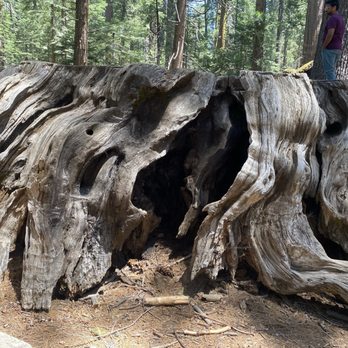 Calaveras Big Trees State Park - Parks Near Me - Arnold, California