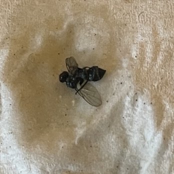 Shabu Shack - a black fly on a white towel - Japanese Near Me - Lowell, Massachusetts