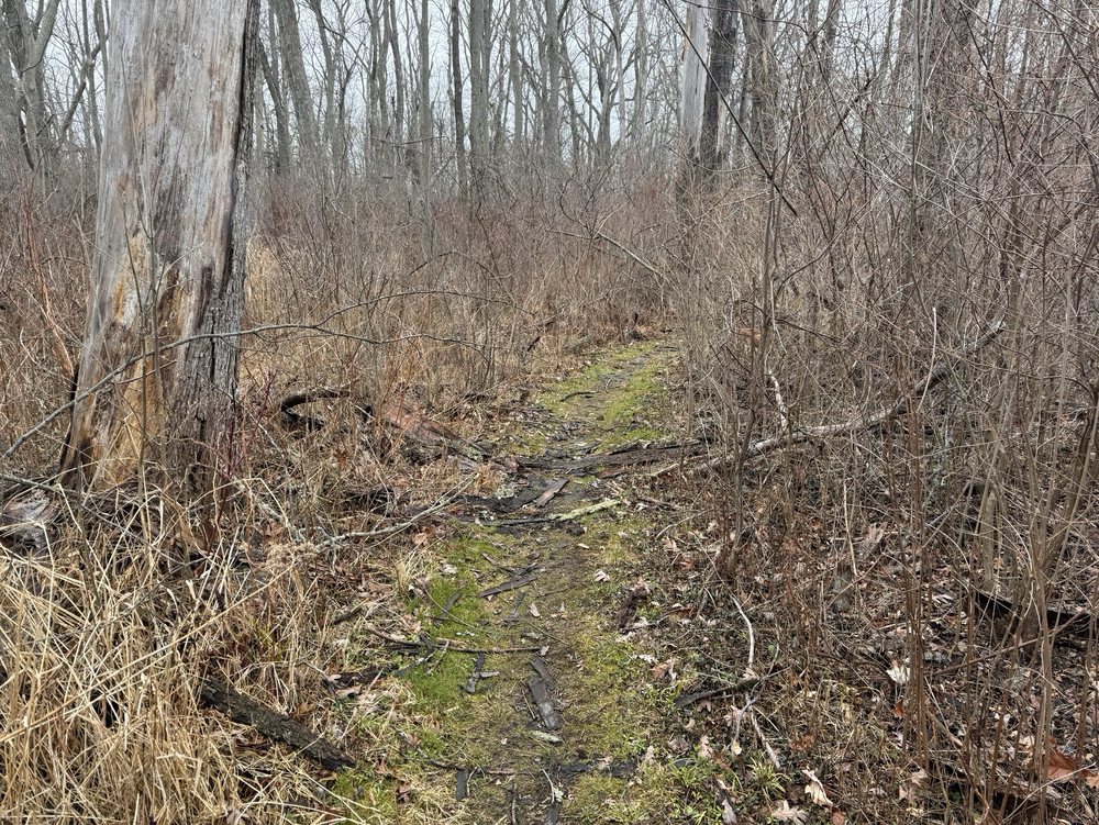 Island Cottage Woods Preserve