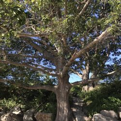 Halfmoon Beach - Beautiful tree that hovers over the beach. Can be great  relief on sunny day