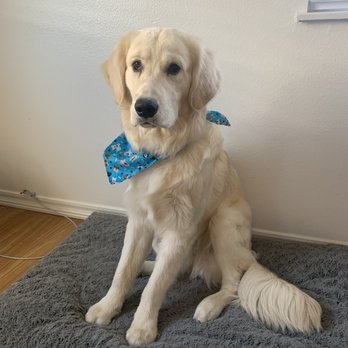 OC Canine Coaching - Pet Training Near Me