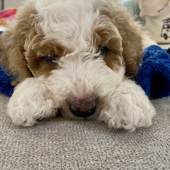 Valencia Poodles - Pet Breeders Near Me - Sacramento, California Valencia Poodles - Pet Breeders Near Me - Sacramento, California