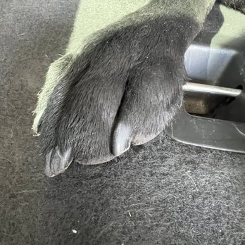 Pawtriotic Dog Spaw - Feet still dirty, no attempt made to trim nails. - Pet Groomers Near Me - Murrieta, California Pawtriotic Dog Spaw - Feet still dirty, no attempt made to trim nails. - Pet Groomers Near Me - Murrieta, California