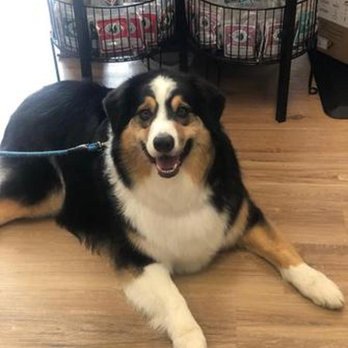 Nature's Pet - Pet Groomers Near Me - Vancouver, Washington