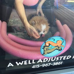 Tater Tot working that underwater treadmill for his luxating patella. Tater Tot working that underwater treadmill for his luxating patella.