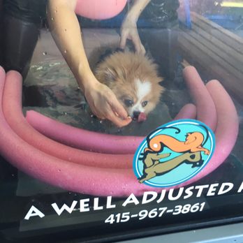 A Well Adjusted Pet - Tater Tot working that underwater treadmill for his luxating patella. - Veterinarians Near Me - Pacifica, California A Well Adjusted Pet - Tater Tot working that underwater treadmill for his luxating patella. - Veterinarians Near Me - Pacifica, California