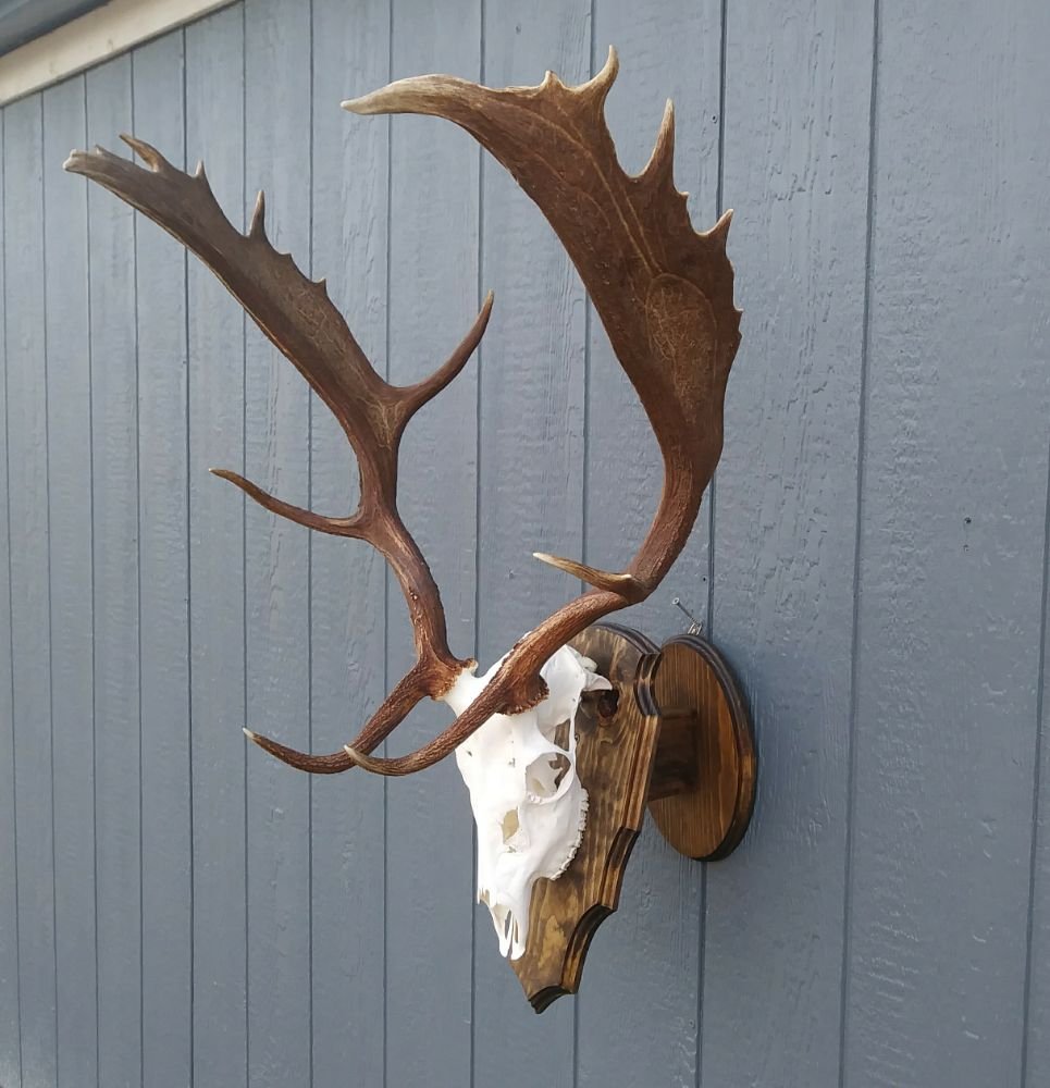 Top Pin Taxidermy - taxidermy in Krum, TX