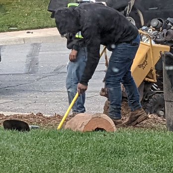 MTC Tree Care - Tree Services Near Me - Riverside, California