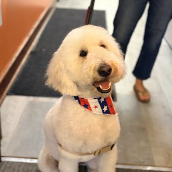 Chow Bella - Harvey looking fresh after his groom! - Pet Groomers Near Me - Saratoga Springs, New York Chow Bella - Harvey looking fresh after his groom! - Pet Groomers Near Me - Saratoga Springs, New York