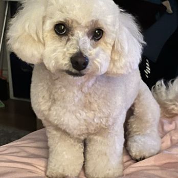 Woori Pet - Teddy with heart shaped groom! - Pet Groomers Near Me - Los Angeles, California
