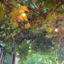 El Meson - Side outdoor patio