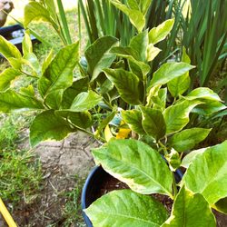 Our new lemon tree with the variegated leaves.