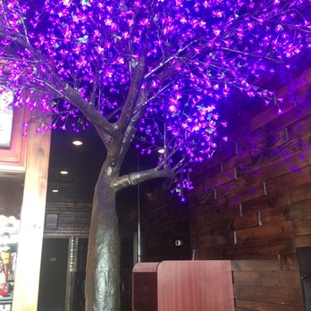 Osaka Jr. - Love this tree - I have a much smaller one at home - Japanese Near Me - Fayetteville, North Carolina