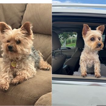 Paw Spa - Cooper-before & after - Pet Groomers Near Me - Broomfield, Colorado Paw Spa - Cooper-before & after - Pet Groomers Near Me - Broomfield, Colorado