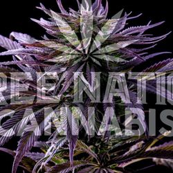 Three Nations Cannabis