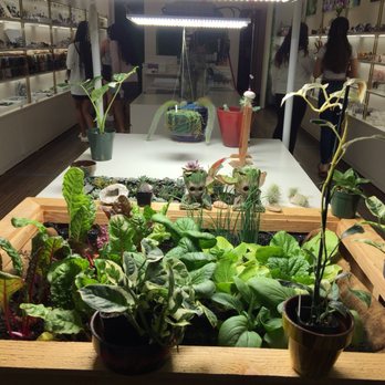 Positive Space - Nurseries & Gardening Near Me - Kaneohe, Hawaii Positive Space - Nurseries & Gardening Near Me - Kaneohe, Hawaii