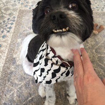 Pawsitive Pet Spa - Our Havie looks cute and got a gender- appropriate kerchief. - Pet Groomers Near Me Pawsitive Pet Spa - Our Havie looks cute and got a gender- appropriate kerchief. - Pet Groomers Near Me
