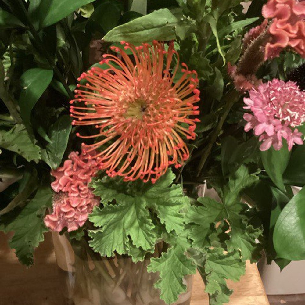 The Flower Shoppe - This Pincushion Protea was a gorgeous surprise! - Florists Near Me - Dayton, Ohio The Flower Shoppe - This Pincushion Protea was a gorgeous surprise! - Florists Near Me - Dayton, Ohio