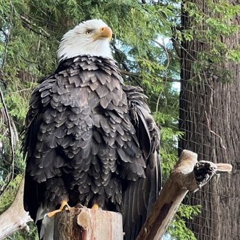 The Redwood Sky Walk - Parks Near Me - Eureka, California