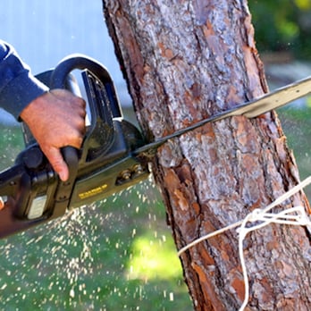 Jlm Servicing - Tree Services Near Me - Sherwood, Arkansas Jlm Servicing - Tree Services Near Me - Sherwood, Arkansas