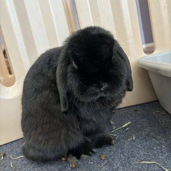 Cuddle Bunny - Lil bear staring at me - Pet Boarding Near Me - Chicago, Illinois