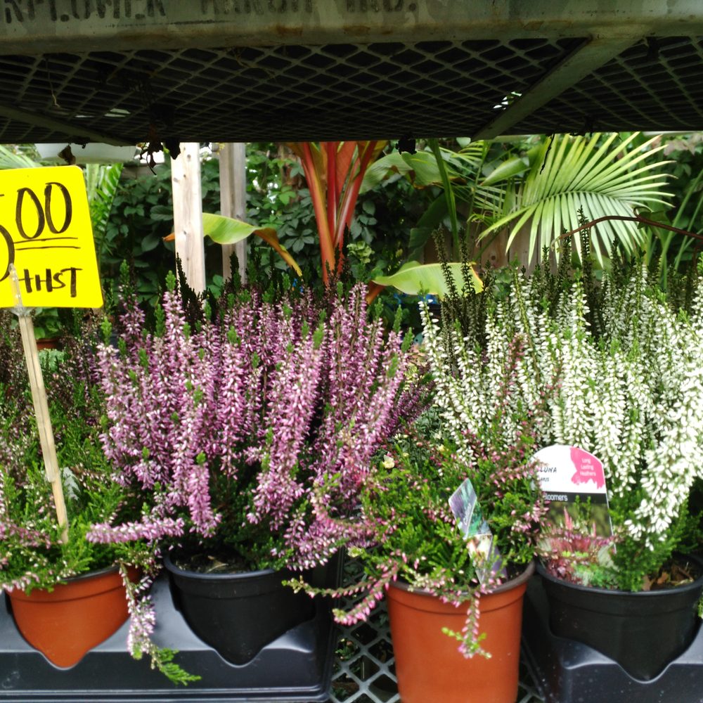 Saint Clair Flowers - Florists Near Me - Toronto, Ontario Saint Clair Flowers - Florists Near Me - Toronto, Ontario