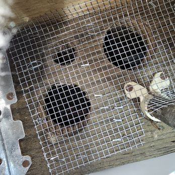 Attic Pros - Sealing rodent holes - Pest Control Near Me - Oakland, California