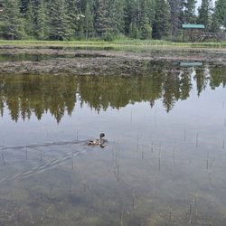 Beaver Boardwalk - June 2026