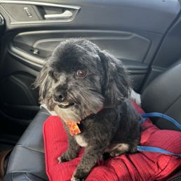 Our sweet boy, professionally groomed by Rhonda at Luv-n-Paws.