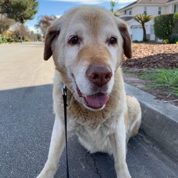 Wet Paws - Pet Groomers Near Me - Altadena, California Wet Paws - Pet Groomers Near Me - Altadena, California