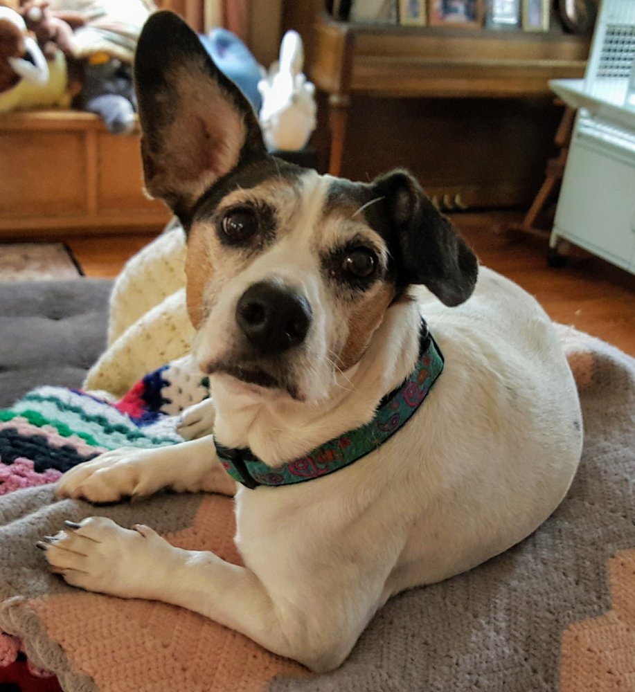 PEACHTREE CANINE HOTEL Updated July 2024 530 Fish Pond Rd