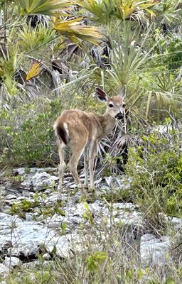 National Key Deer Refuge Nature Center by null