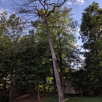 Benfield Tree Service - This dead tree was tall enough to pose a that to our house so it had to come down. - Tree Services Near Me - Millersville, Maryland