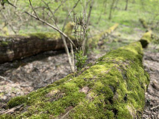Glen Helen Nature Preserve by null