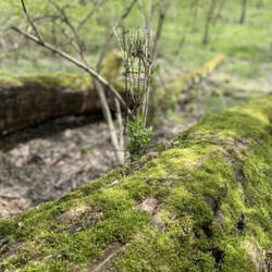 Glen Helen Nature Preserve - Miss on tree and greenery