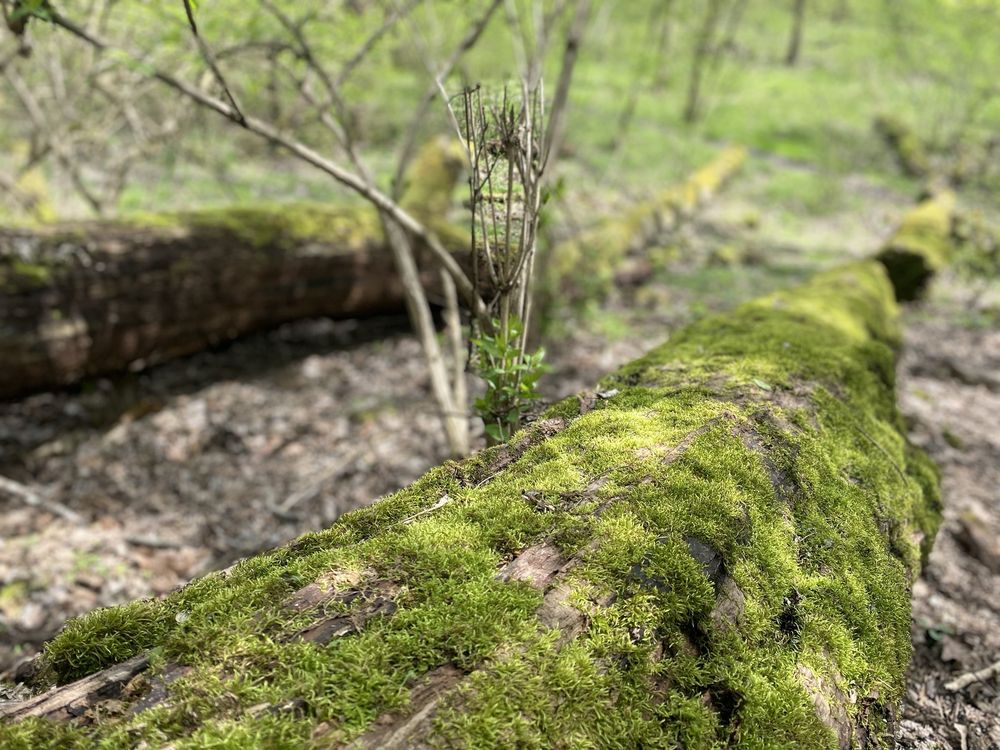 Glen Helen Nature Preserve