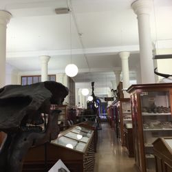 Sedgwick Museum Of Earth Sciences