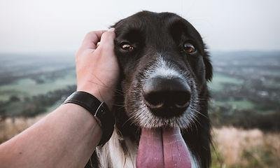 Arf Road Dog Hiking - pet boarding facility in Portland, OR