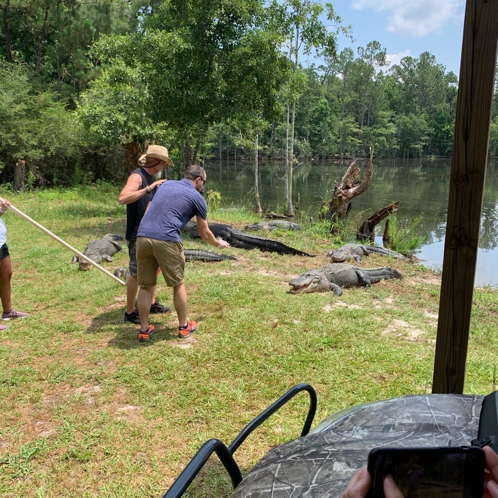 Orange Hill Gator Farm - We got to feed them. - Tours Near Me - Chipley, Florida Orange Hill Gator Farm - We got to feed them. - Tours Near Me - Chipley, Florida