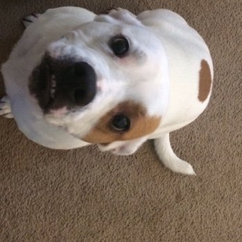 North Raleigh Pet Nanny - Ready to play, and waiting for her bone! - Dog Walkers Near Me North Raleigh Pet Nanny - Ready to play, and waiting for her bone! - Dog Walkers Near Me