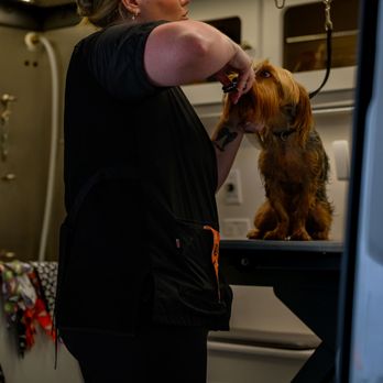 Bark’n Beauty Spaw - Shelby glamming up a client after a day on the water. - Pet Groomers Near Me Bark’n Beauty Spaw - Shelby glamming up a client after a day on the water. - Pet Groomers Near Me